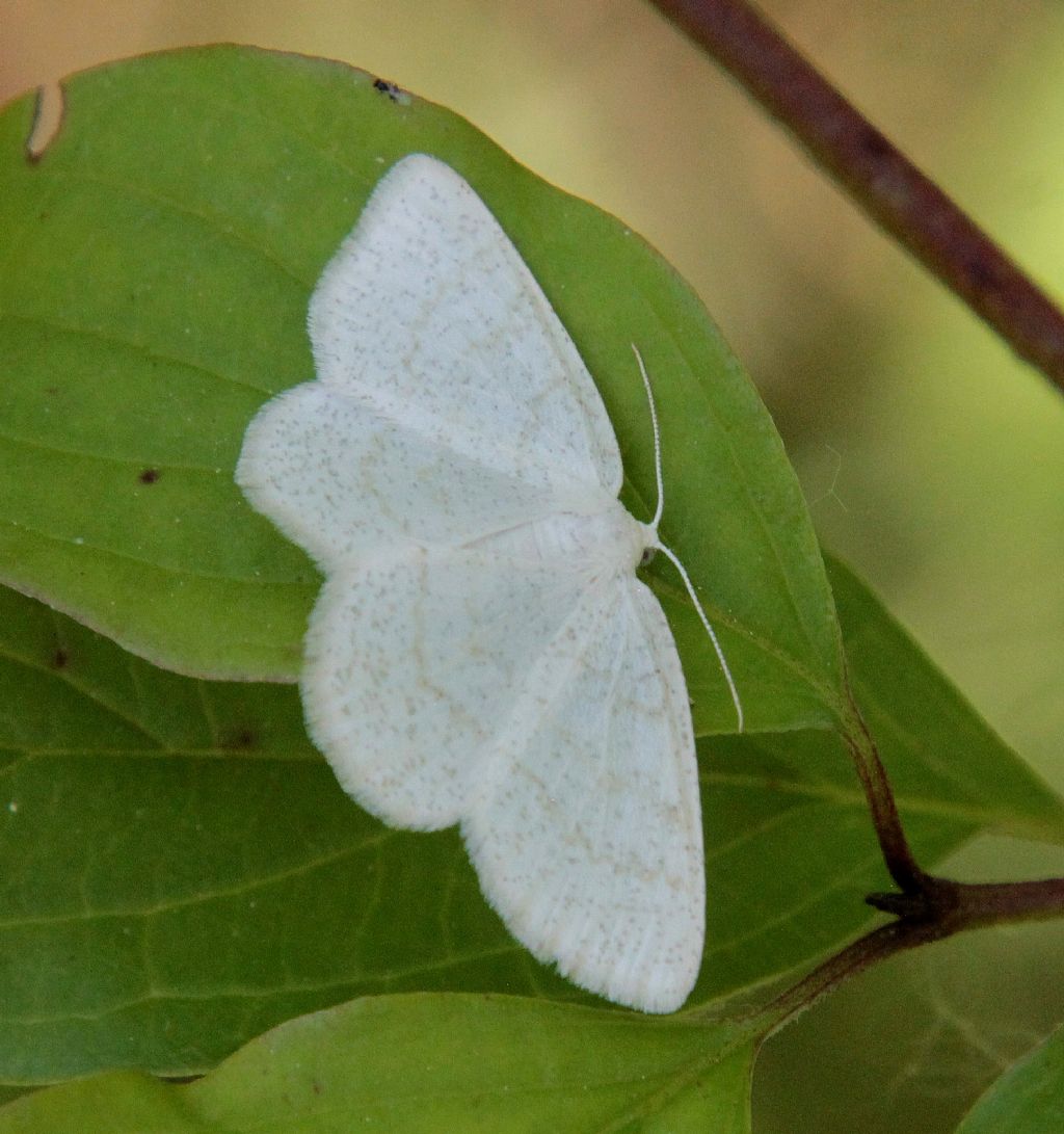 Falena ...3